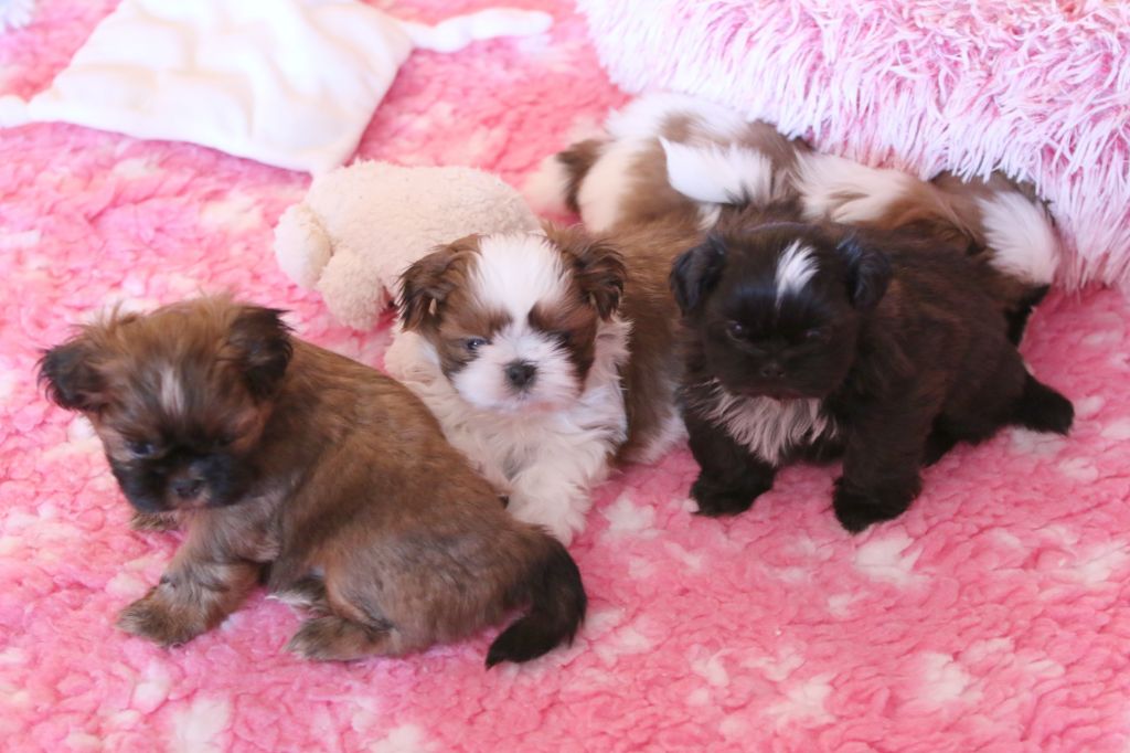 Chiot Shih Tzu de la ferme des Mottes