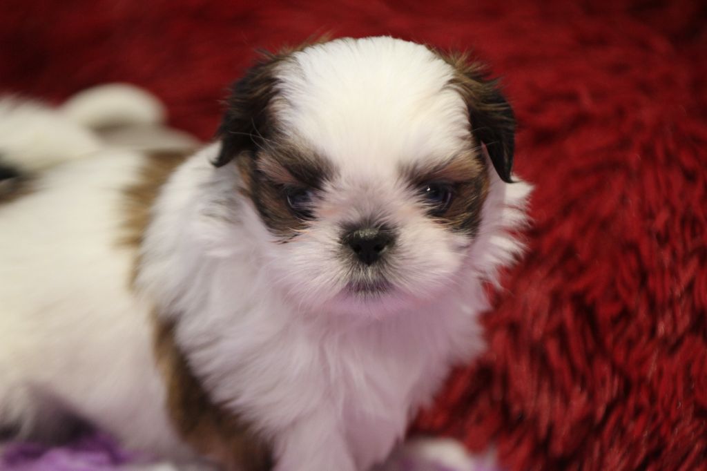de la ferme des Mottes - Chiots disponibles - Shih Tzu