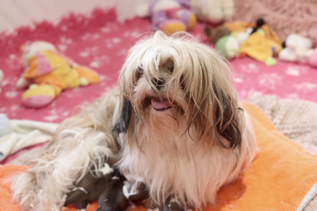 Chiot Shih Tzu de la ferme des Mottes