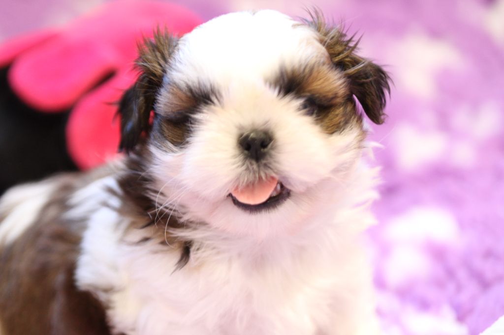 de la ferme des Mottes - Chiots disponibles - Shih Tzu