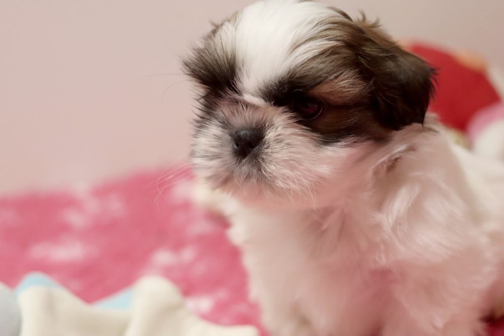 de la ferme des Mottes - Chiots disponibles - Shih Tzu