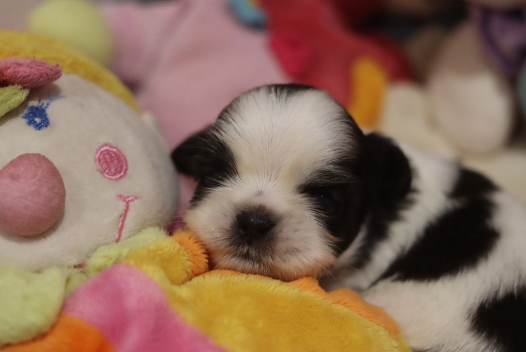 de la ferme des Mottes - Chiots disponibles - Shih Tzu