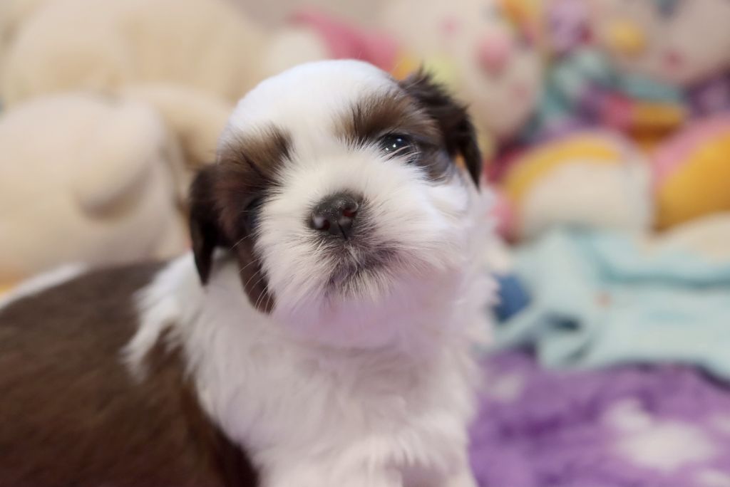 de la ferme des Mottes - Chiots disponibles - Shih Tzu