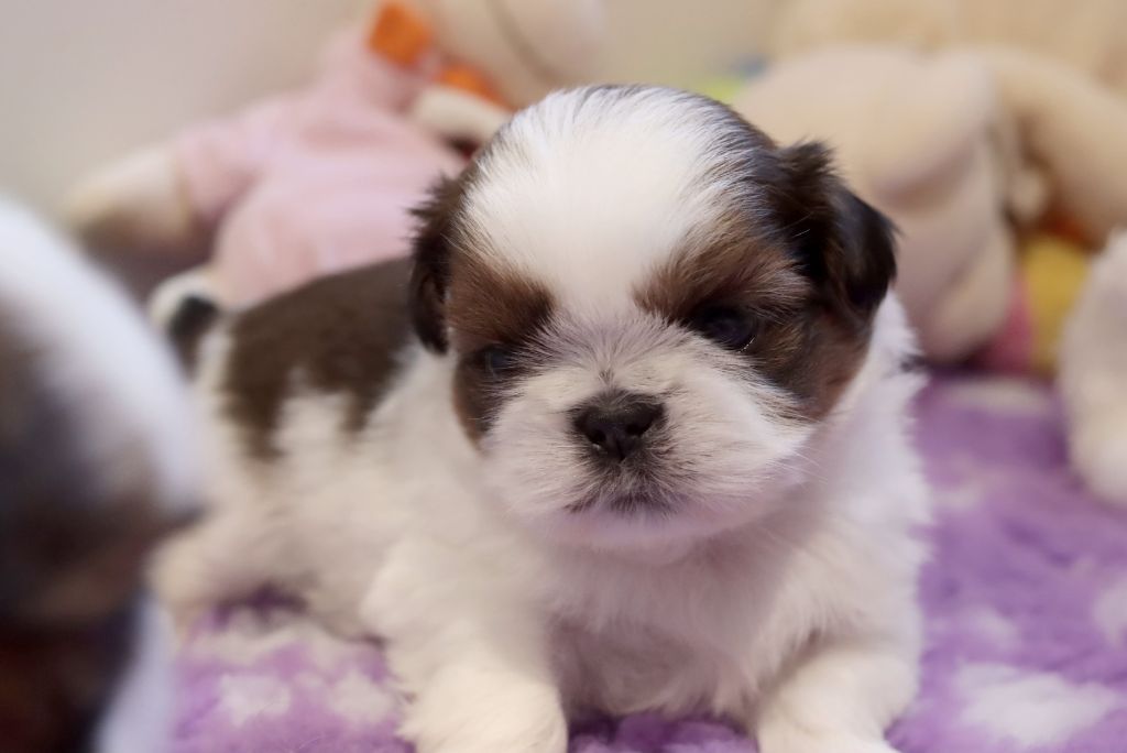de la ferme des Mottes - Chiots disponibles - Shih Tzu