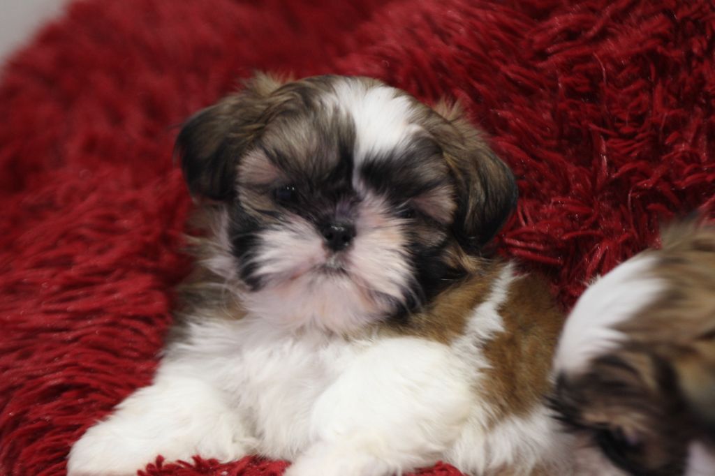 de la ferme des Mottes - Chiots disponibles - Shih Tzu