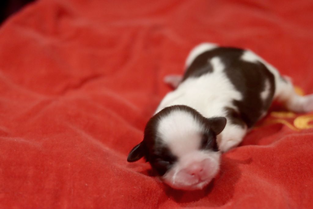 de la ferme des Mottes - Chiots disponibles - Shih Tzu