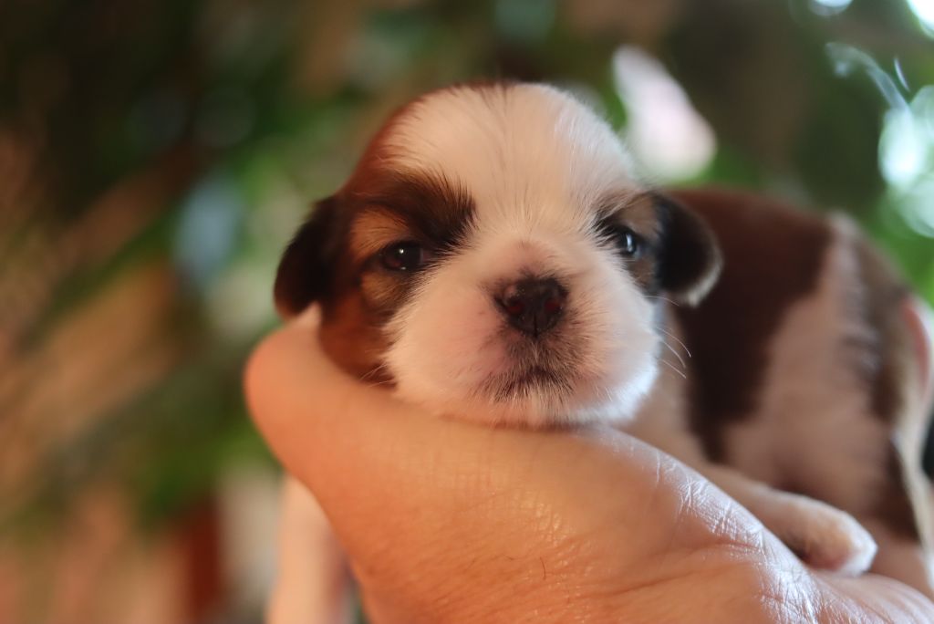 de la ferme des Mottes - Chiots disponibles - Shih Tzu