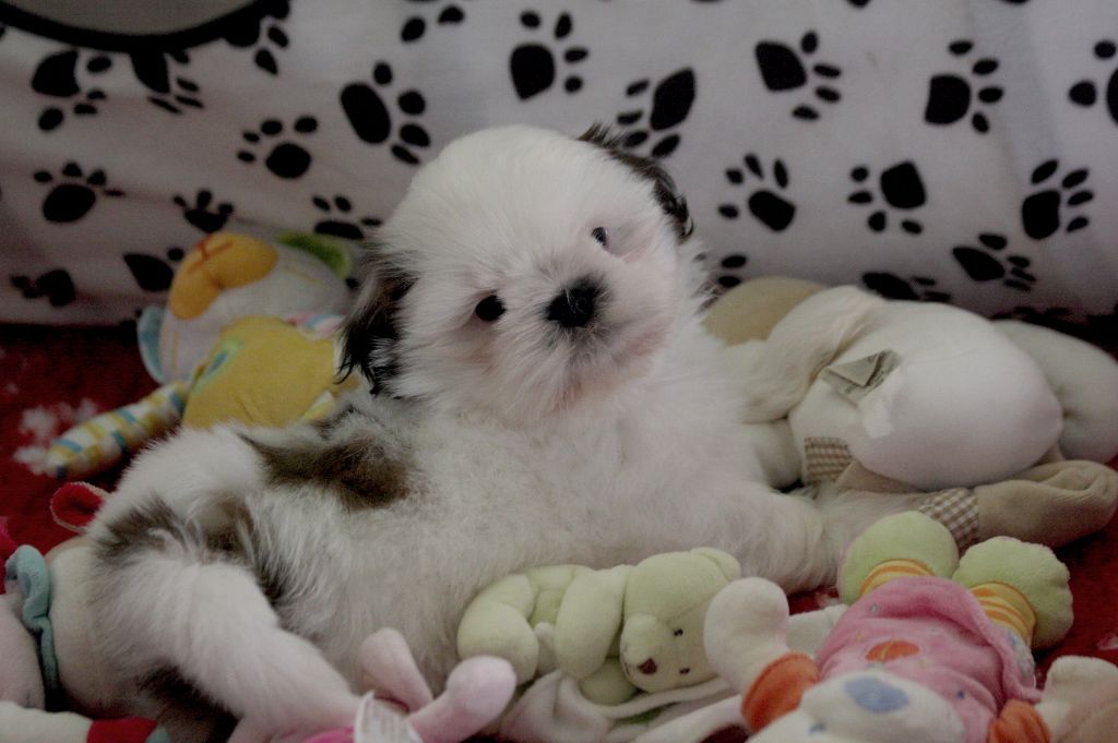 Chiot Shih Tzu de la ferme des Mottes