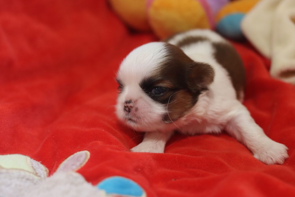 de la ferme des Mottes - Chiots disponibles - Shih Tzu