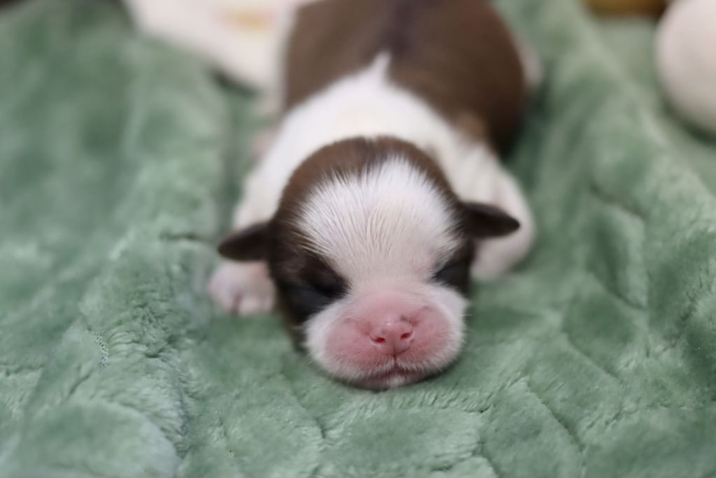 de la ferme des Mottes - Chiots disponibles - Shih Tzu