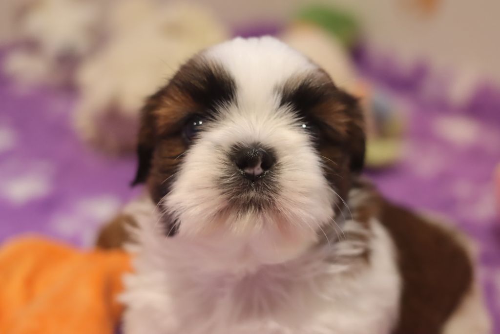 de la ferme des Mottes - Chiots disponibles - Shih Tzu