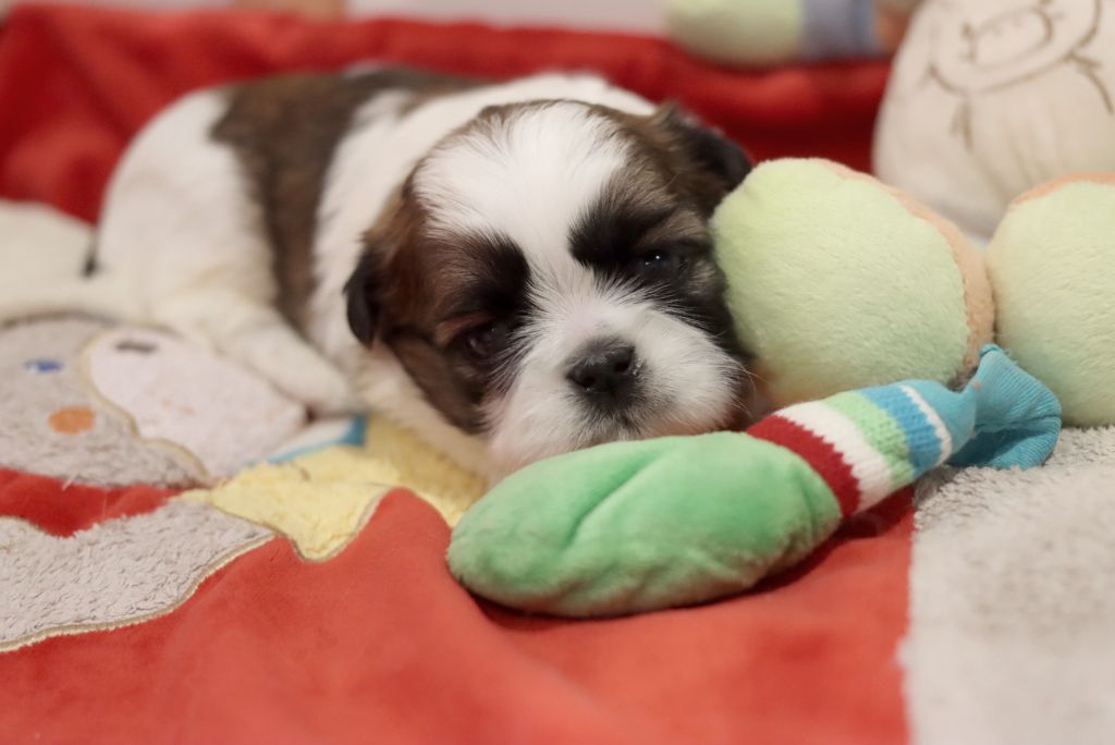 de la ferme des Mottes - Chiots disponibles - Shih Tzu