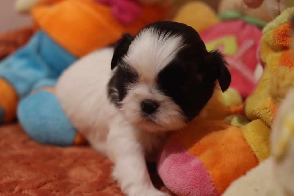 de la ferme des Mottes - Chiots disponibles - Shih Tzu