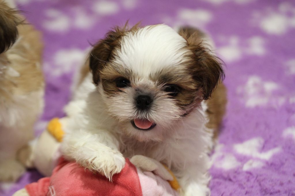 de la ferme des Mottes - Shih Tzu - Portée née le 26/08/2025