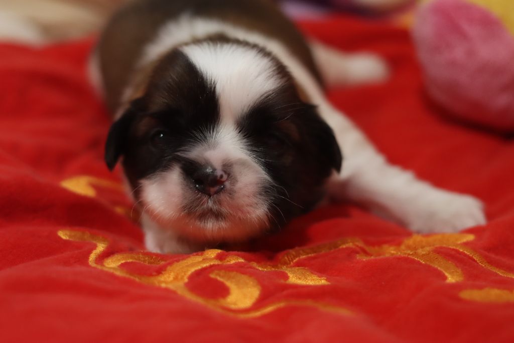 de la ferme des Mottes - Chiots disponibles - Shih Tzu