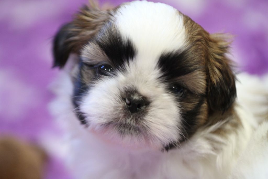 de la ferme des Mottes - Chiots disponibles - Shih Tzu
