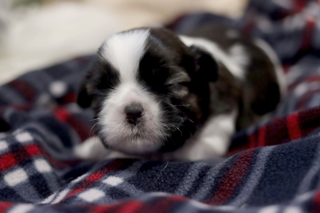 de la ferme des Mottes - Chiots disponibles - Shih Tzu