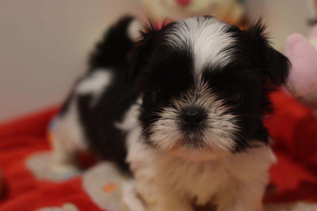 de la ferme des Mottes - Chiots disponibles - Shih Tzu