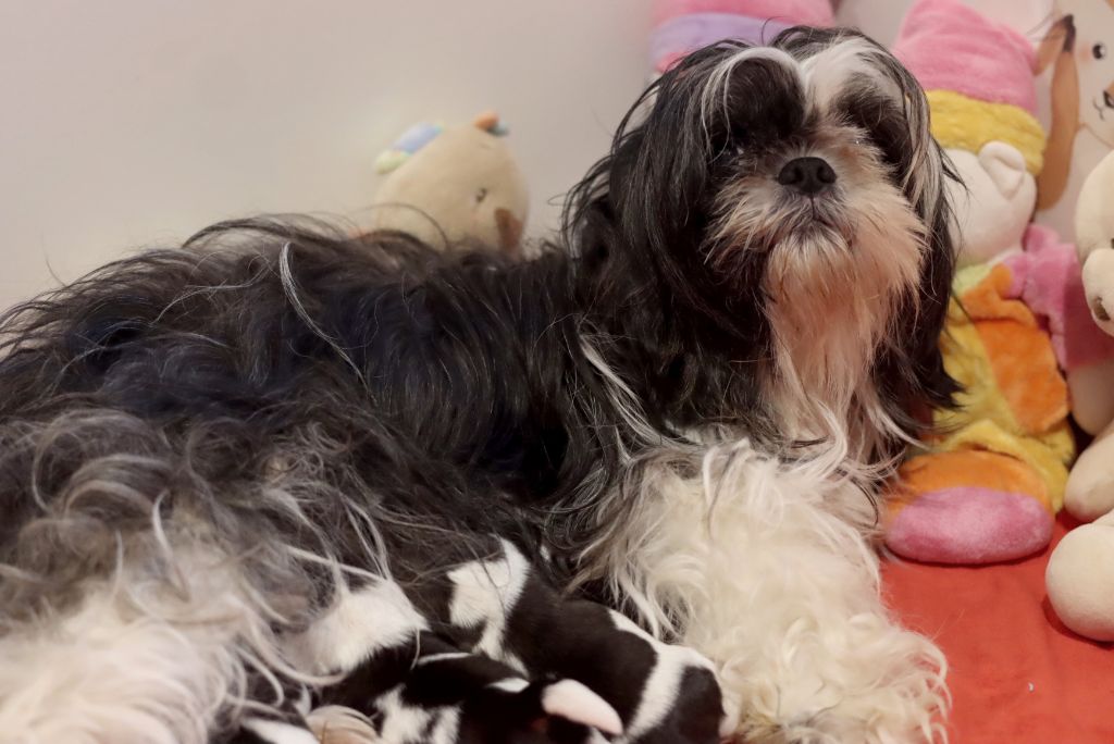 Chiot Shih Tzu de la ferme des Mottes
