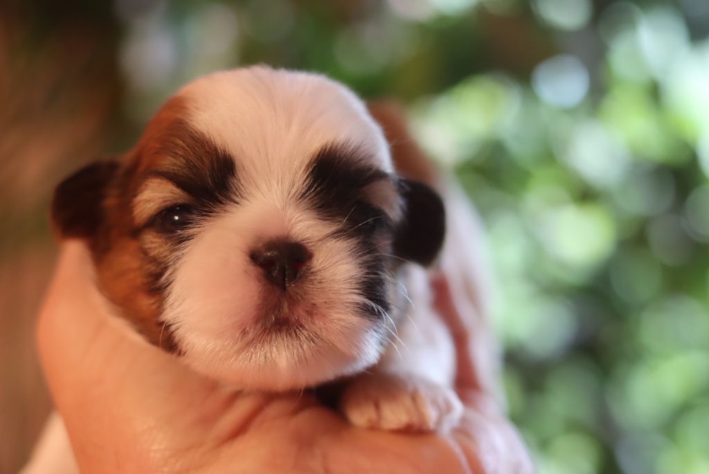 de la ferme des Mottes - Chiots disponibles - Shih Tzu