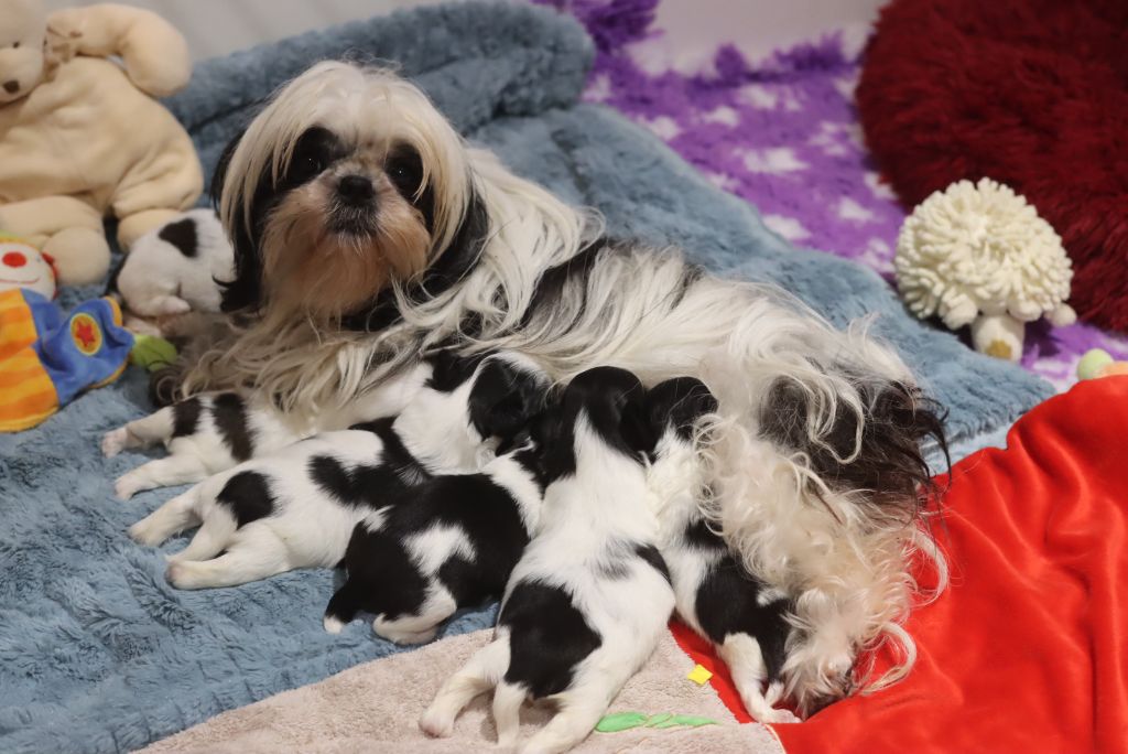 Chiot Shih Tzu de la ferme des Mottes