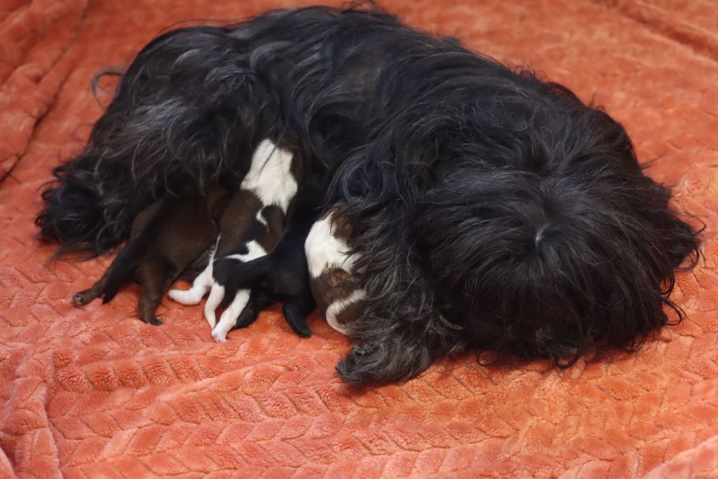 Chiot Shih Tzu de la ferme des Mottes