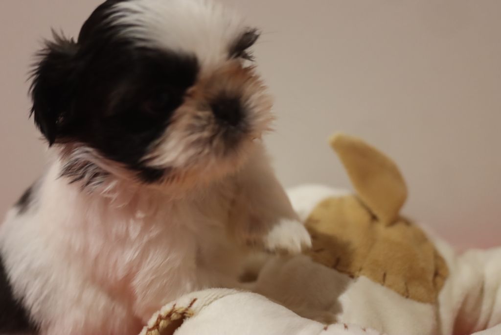de la ferme des Mottes - Chiots disponibles - Shih Tzu