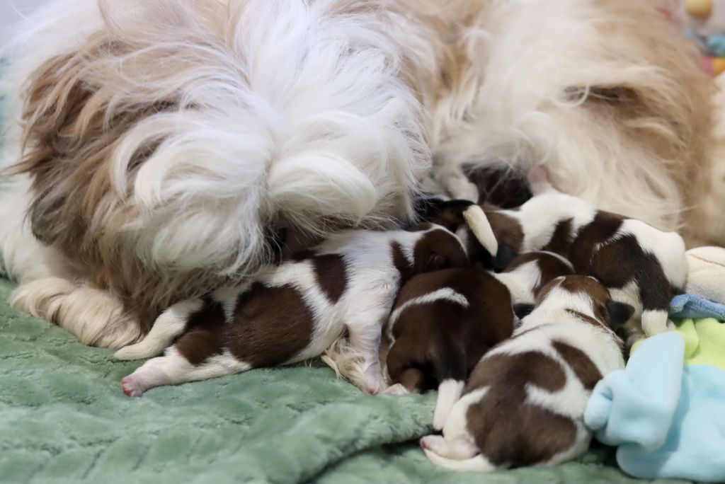 Chiot Shih Tzu de la ferme des Mottes