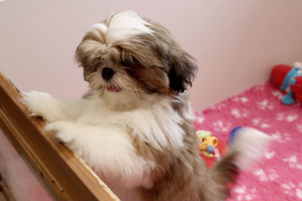 Chiot Shih Tzu de la ferme des Mottes
