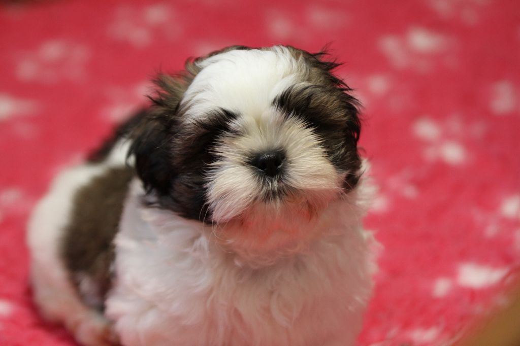 de la ferme des Mottes - Chiots disponibles - Shih Tzu