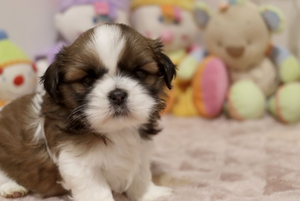 de la ferme des Mottes - Chiots disponibles - Shih Tzu