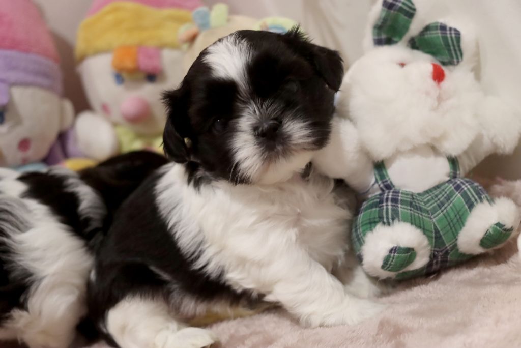 de la ferme des Mottes - Chiots disponibles - Shih Tzu