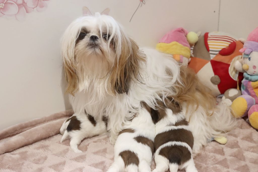 Chiot Shih Tzu de la ferme des Mottes