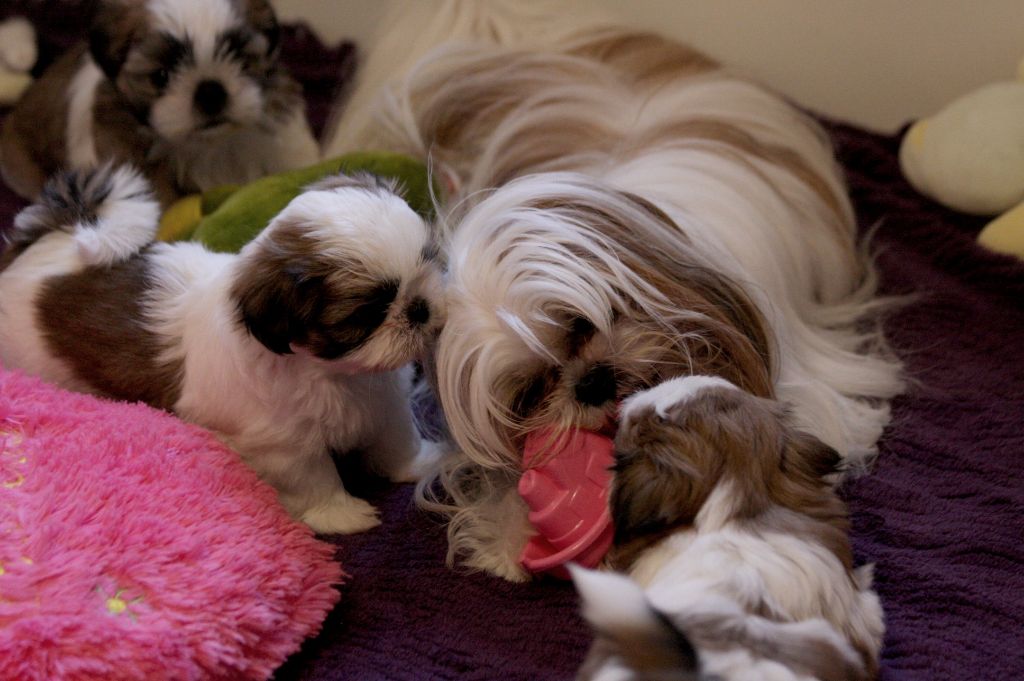 Chiot Shih Tzu de la ferme des Mottes