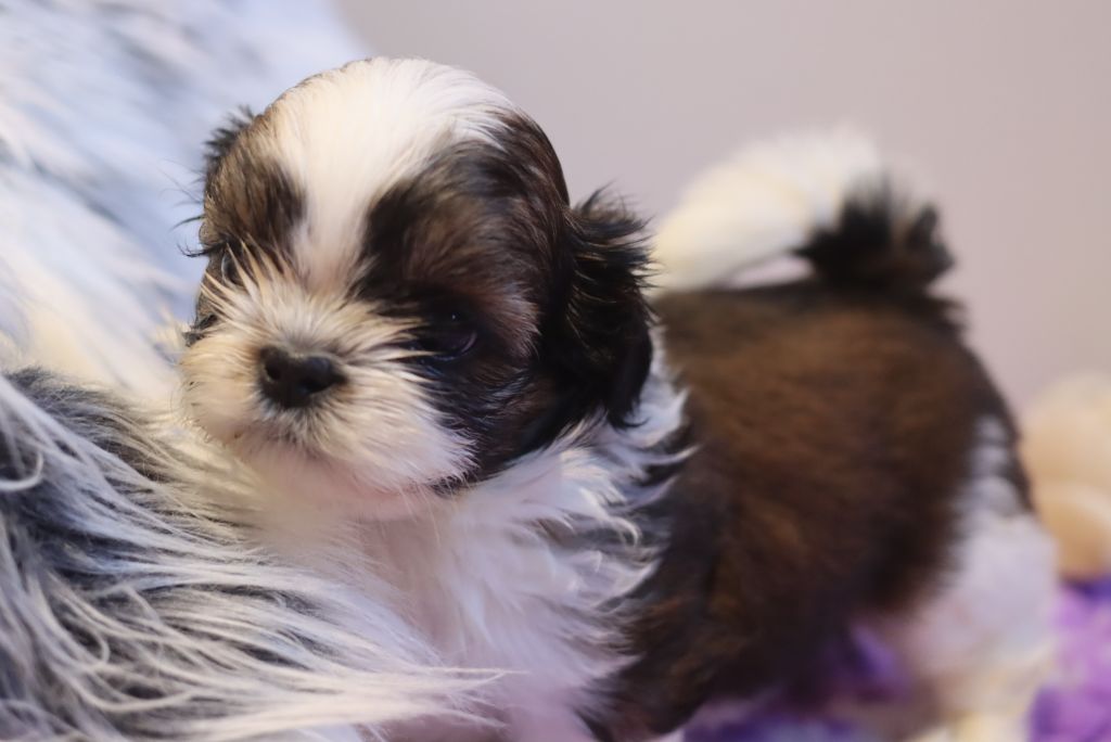 de la ferme des Mottes - Chiots disponibles - Shih Tzu