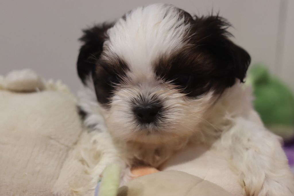 de la ferme des Mottes - Chiots disponibles - Shih Tzu