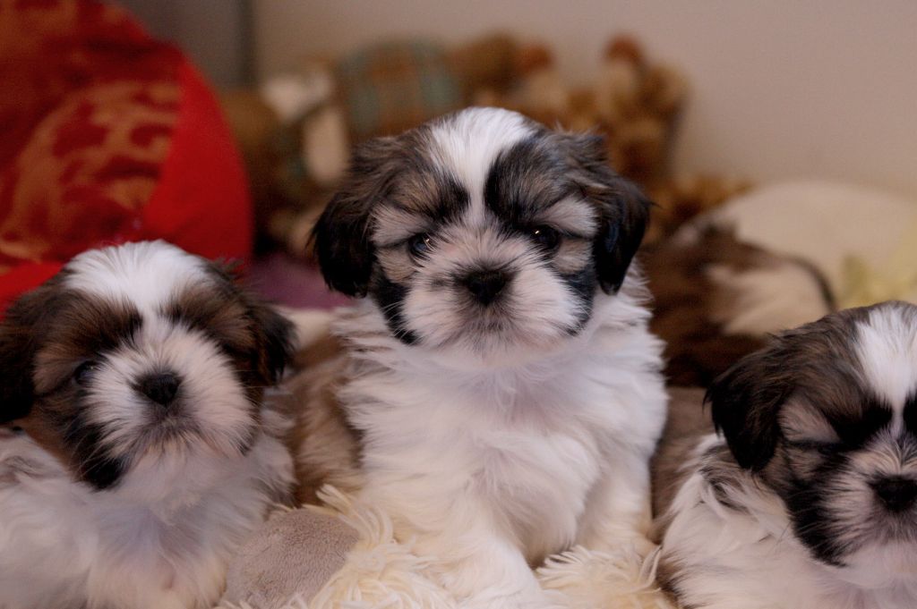 Chiot Shih Tzu de la ferme des Mottes