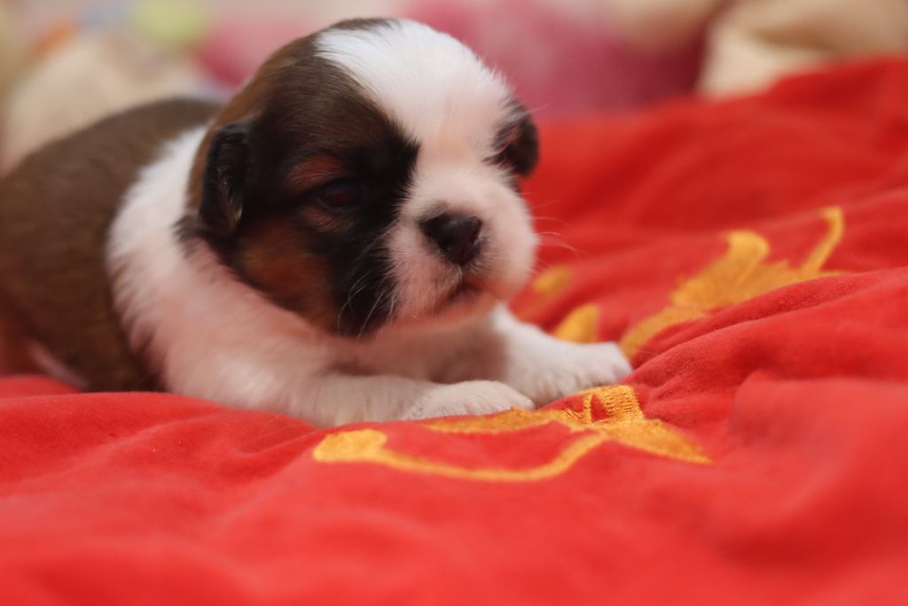 de la ferme des Mottes - Chiots disponibles - Shih Tzu