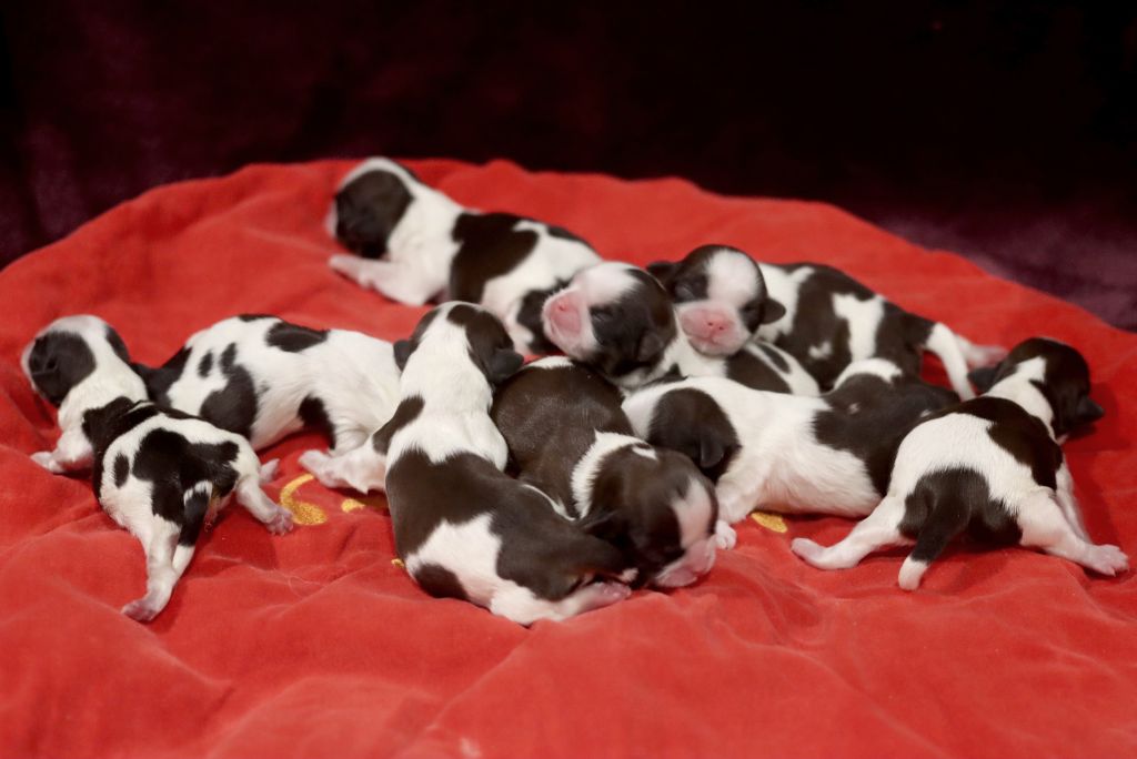 Chiot Shih Tzu de la ferme des Mottes