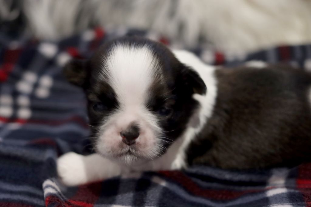 de la ferme des Mottes - Chiots disponibles - Shih Tzu