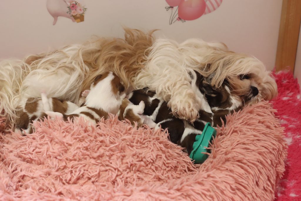 Chiot Shih Tzu de la ferme des Mottes