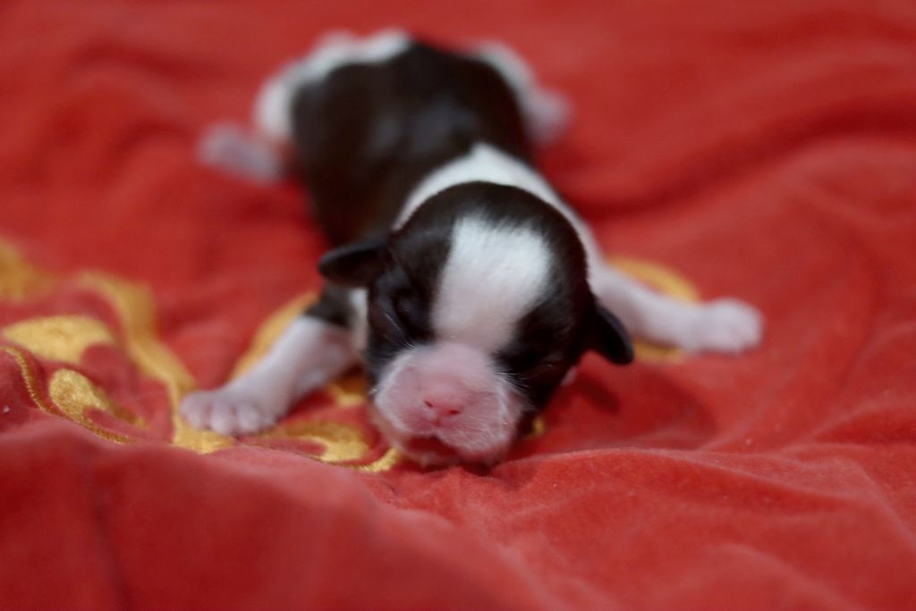 de la ferme des Mottes - Chiots disponibles - Shih Tzu