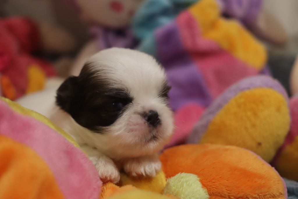 de la ferme des Mottes - Chiots disponibles - Shih Tzu