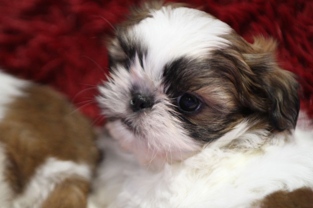 de la ferme des Mottes - Chiots disponibles - Shih Tzu