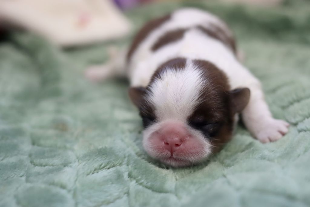 de la ferme des Mottes - Chiots disponibles - Shih Tzu