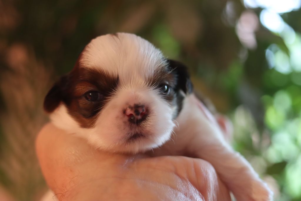 de la ferme des Mottes - Chiots disponibles - Shih Tzu