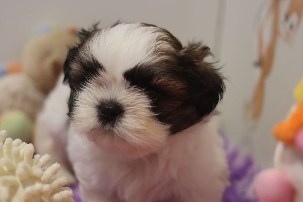 de la ferme des Mottes - Chiots disponibles - Shih Tzu