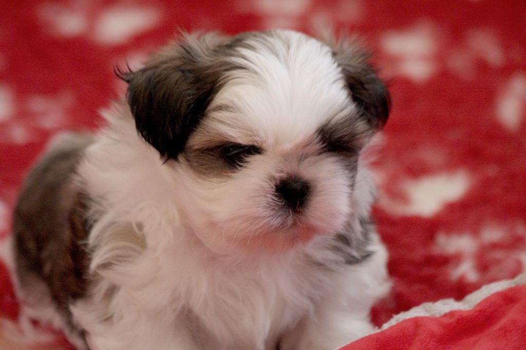 Chiot Shih Tzu de la ferme des Mottes