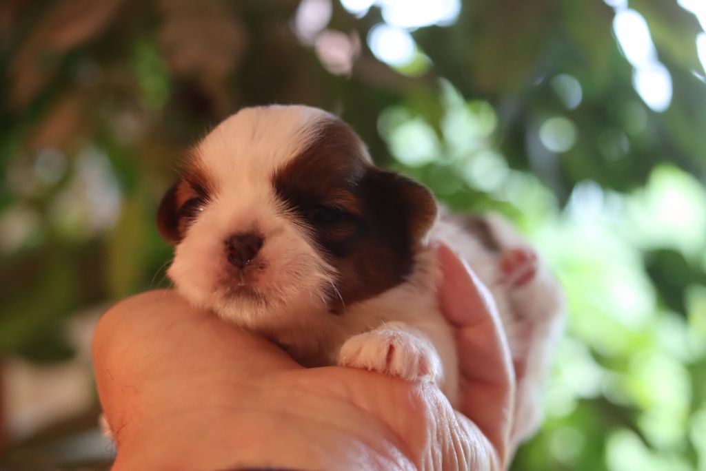 de la ferme des Mottes - Chiots disponibles - Shih Tzu
