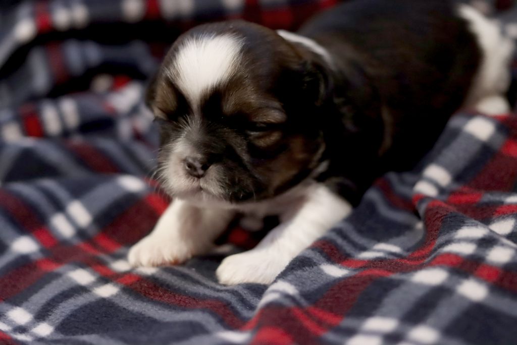 de la ferme des Mottes - Chiots disponibles - Shih Tzu